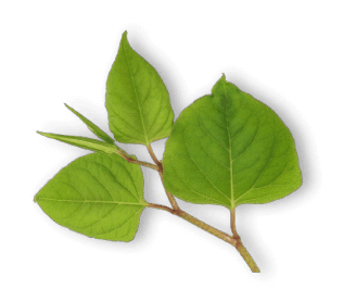 Advanced Mitochondrial Formula-itadori